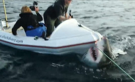 La un pas de-a ajunge hrana pentru un rechin de 6 metri. Cum a scapat echipa de la Discovery. VIDEO