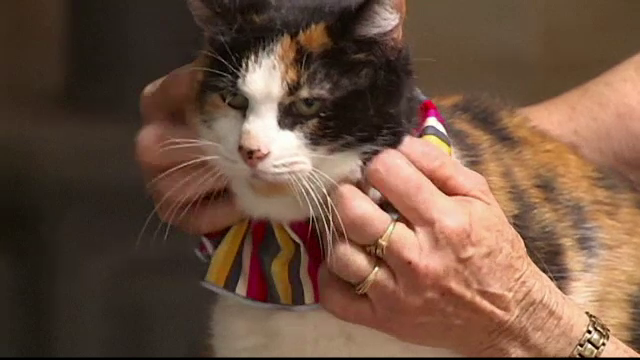 Pisicile, vinovate de disparitia mai multor specii de pasari din Australia. Ce solutie inedita au gasit autoritatile