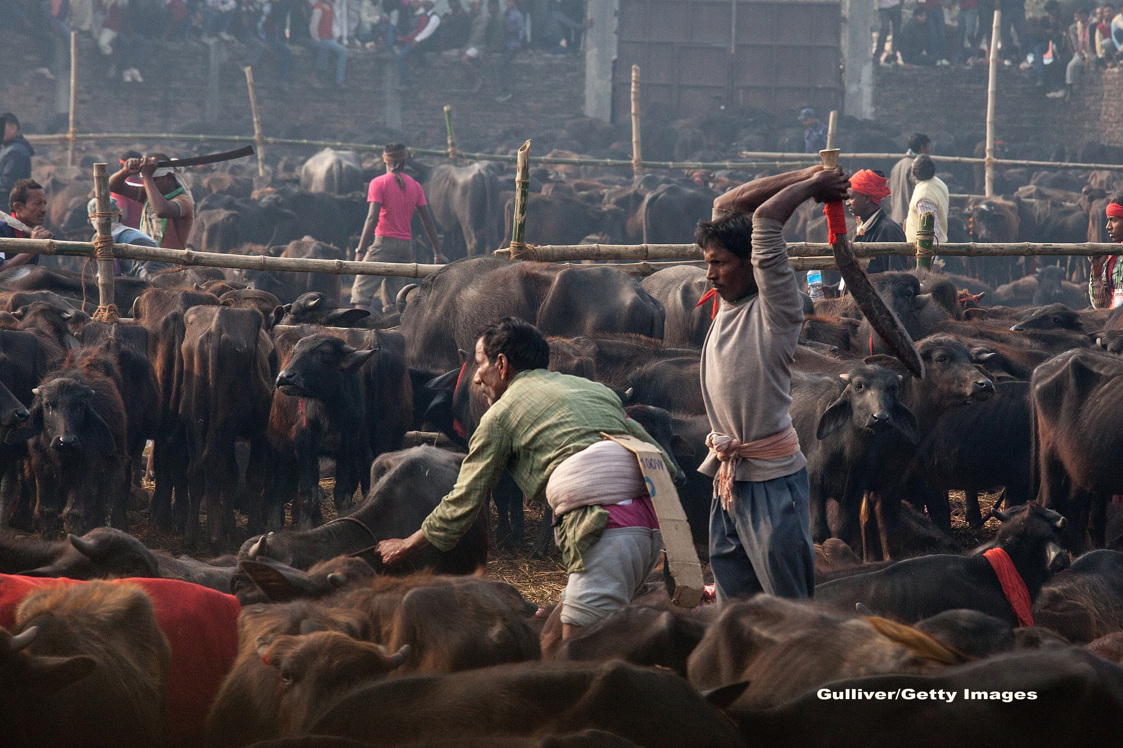 Traditii sangeroase la Nepal. In 2014, peste 250.000 de animale au fost ucise la un festival