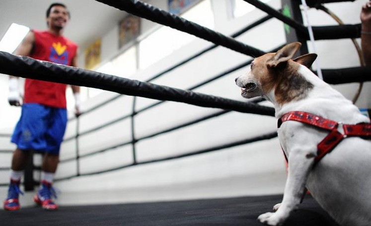 Floyd Mayweather, Manny Pacquiao - sport