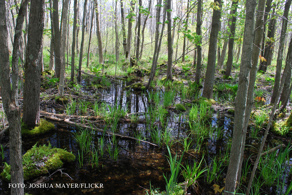 Problema lui Busu. De cate plante este nevoie pentru a asana o mlastina