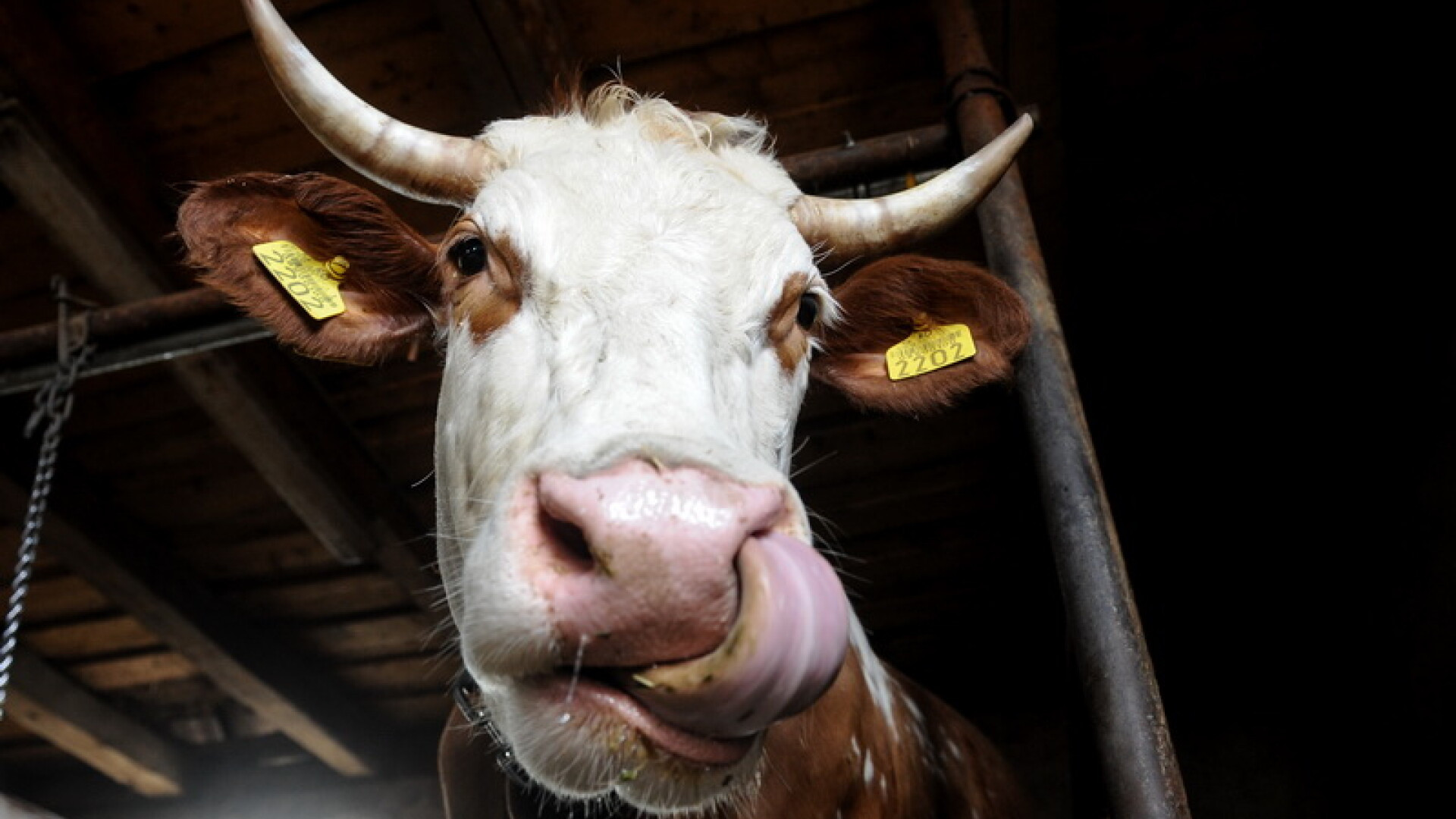 Sansele erau de 1 la 400 de milioane. Creatura venita pe lume intr-o ferma din SUA