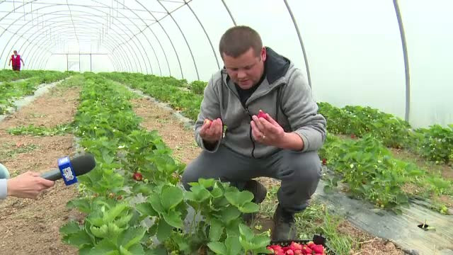 Prima productie de capsuni din 2015 a ajuns cu 2 saptamani mai devreme in piete. Cat cer comerciantii pentru un kilogram