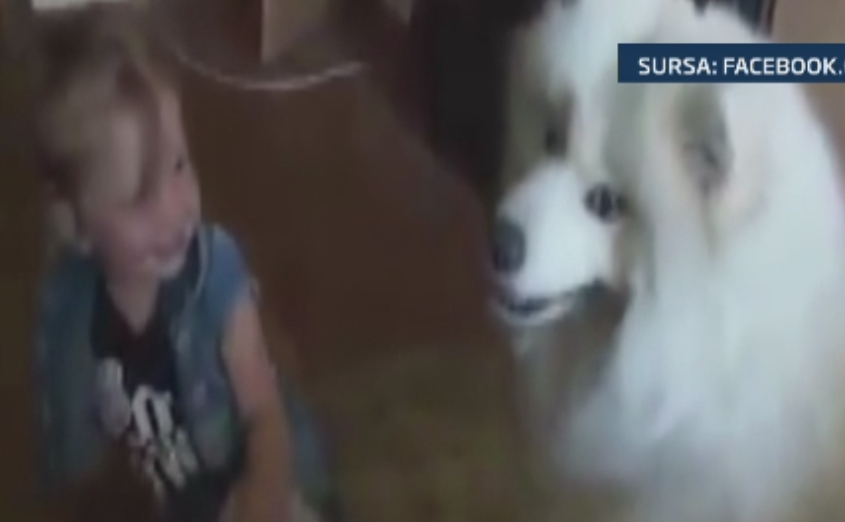 Moment de tandrete intre o fetita si catelul familiei sale. Cum reactioneaza micuta cand animalul o atinge cu botul