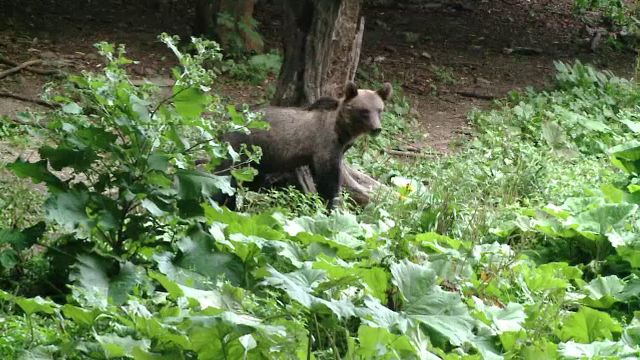 Vanator atacat de urs, in apropiere de Slanic. Animalul nu a fugit nici cand s-a tras cu arma