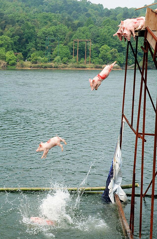 porci