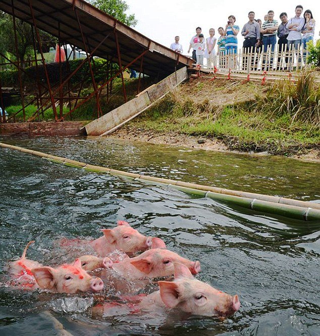 porci