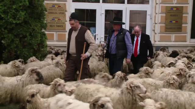 Proteste in centrul orasului Sacele. Ciobanii au venit cu turmele de oi in fata primariei: "Mandri ca suntem mocani"