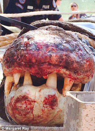 Crocodil - Daily Mail