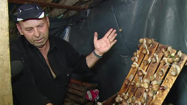 Strainii ii considera o delicatesa, insa romanii fug cand aud de ei. Cati bani castiga culegatorii de melci din Romania