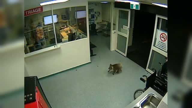 Cum a ajuns un urs koala la un spital din Australia. Camerele de supraveghere au surprins intreaga aventura