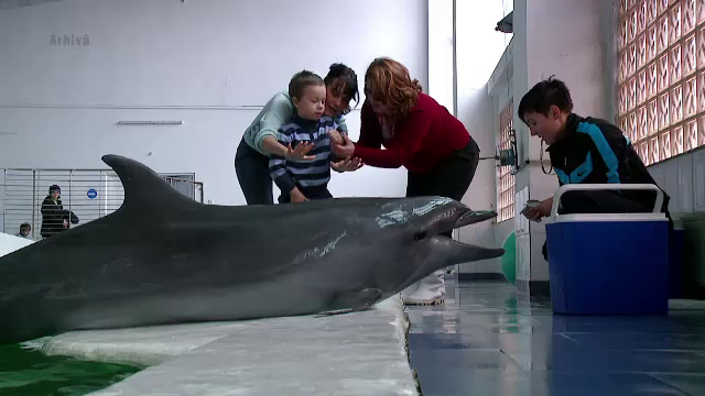 Remus Cernea revine cu o lege pentru protejarea delfinilor. Ce s-ar putea intampla cu delfinariul din Constanta