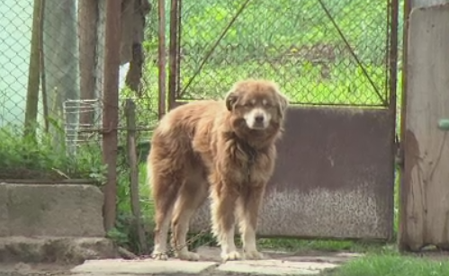Baietel de 3 ani din Bihor, la spital dupa ce a fost muscat de gat de cainele familiei. Politistii nu vor face ancheta