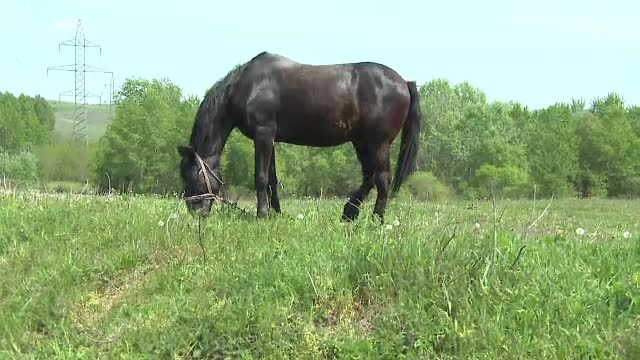 Un baiat de 13 ani a ajuns la spital cu fata zdrobita, dupa ce un cal l-a lovit cu copita drept in cap