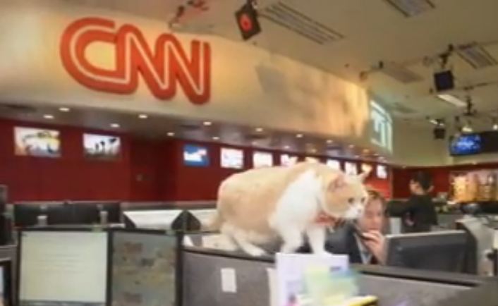 Motanul care face furori in Hong-Kong si a starnit interesul CNN. Brother Cream are sute de mii de fani si contracte banoase