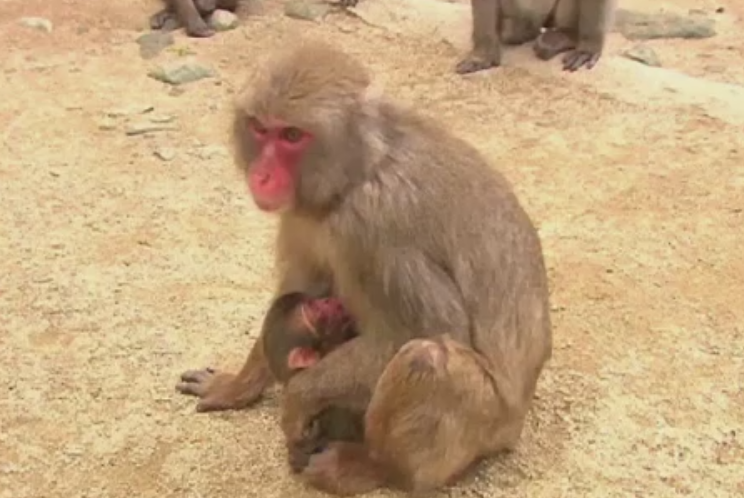 Scandal in Japonia, dupa ce un pui de macac a primit numele printesei Charlotte a Marii Britanii