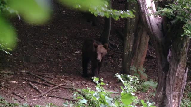 "A sarit peste gard si l-a mancat". Defrisarile ilegale i-au impins pe ursi pana in curtile oamenilor