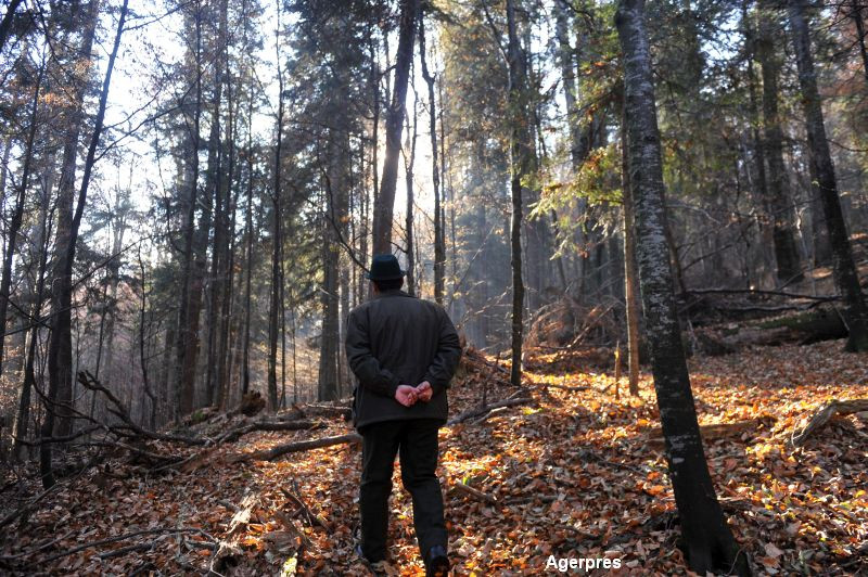 Corpul de Control al premierului a sesizat DNA pentru 52 de fapte penale comise in padurile statului. Cine sunt vinovatii