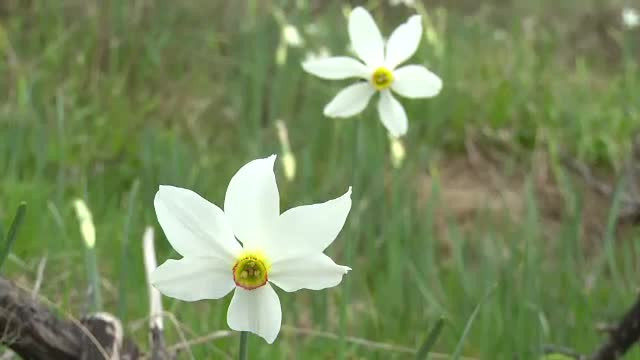 In creierii Muntilor Apuseni se afla o minune a naturii. Poiana Narciselor se intinde pe 5 hectare, formand un covor magnific