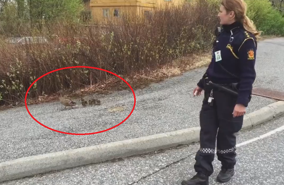 O familie de rate a blocat o autostrada in Norvegia. Doua echipaje de politie au condus pasarile in siguranta. VIDEO