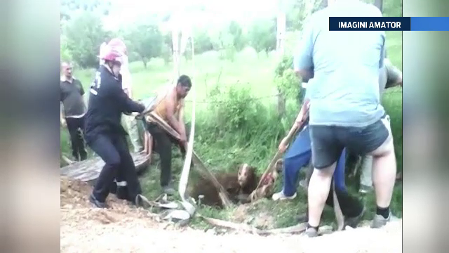 Cal de 400 de kilograme, salvat cu ajutorul unui scripete in Hunedoara. Cum a ajuns animalul intr-o groapa de 5 metri