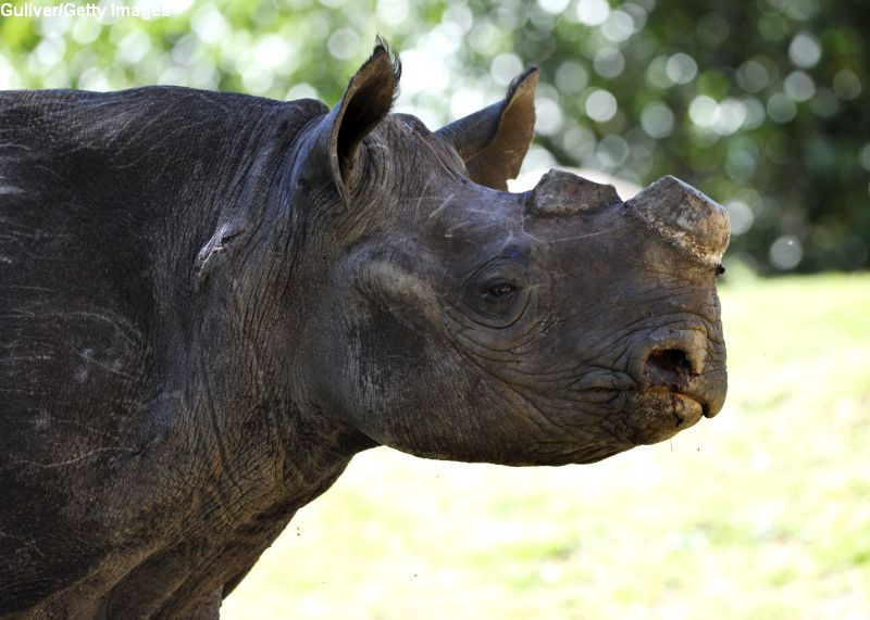 Peste 2.000 de coarne de rinocer, arse în India pentru a transmite un mesaj împotriva comerţului ilegal