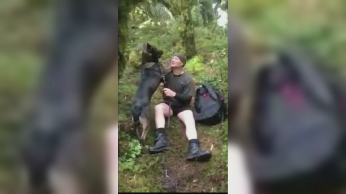 Reactia plina de dragoste a unui caine politist care isi regaseste partenerul