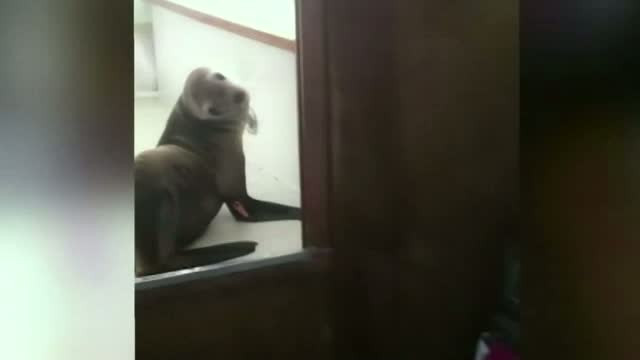 Experienta neobisnuita traita de proprietarul unui iaht din California. Ce "musafir nepoftit" a gasit pe ambarcatiune