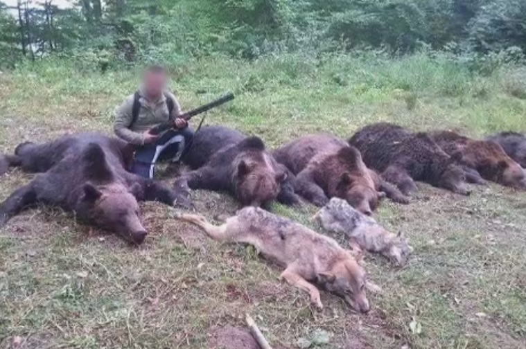 Semnal de alarma tras de ONG-uri. Cat platesc turistii straini pentru adevarate "masacre" in partide ilegale de vanatoare