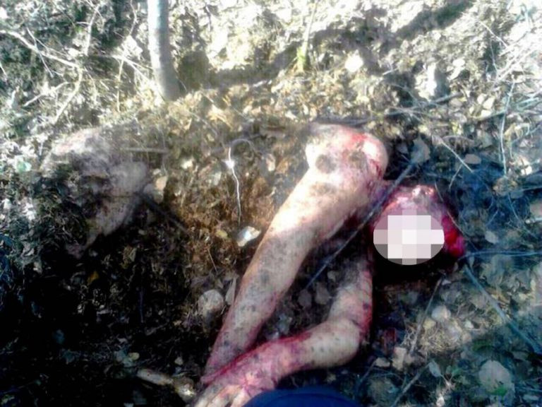 Poveste de groaza in Rusia. O femeie a supravietuit dupa ce a fost atacata si ingropata de un urs