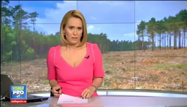 Perchezitii DNA la Directia Silvica Bistrita-Nasaud. Sunt vizate contracte care au dus la defrisari ilegale de paduri