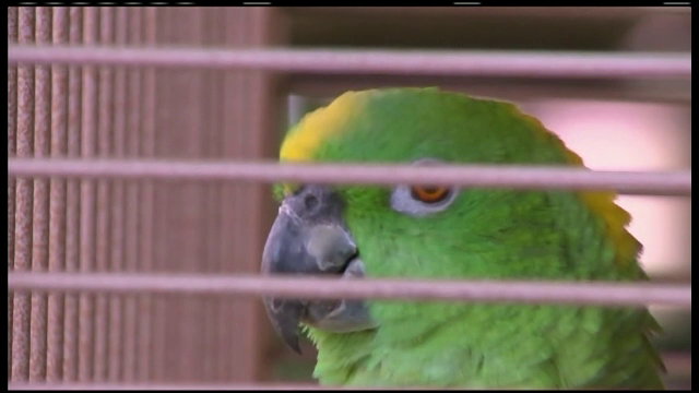 Rula, papagalul vorbitor, cu repertoriu obscen. Vecinii au chemat politia animalelor cand au auzit ce ii invata pe copii