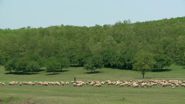 pestera constanta - stiri