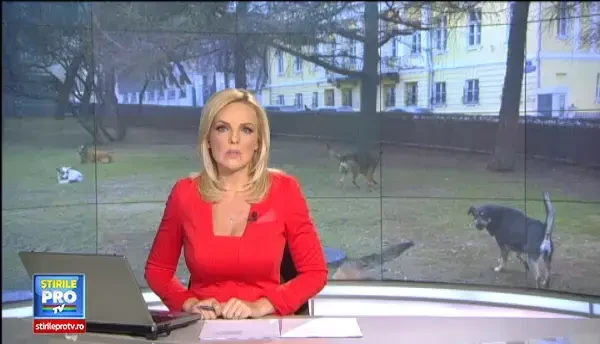 Protest in Bucuresti fata de uciderea cainilor maidanezi. Manifestarea, organizata si in alte 27 orase europene