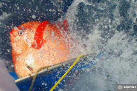 A fost descoperita prima specie de peste cu sange cald de pe Pamant: Uite cum arata