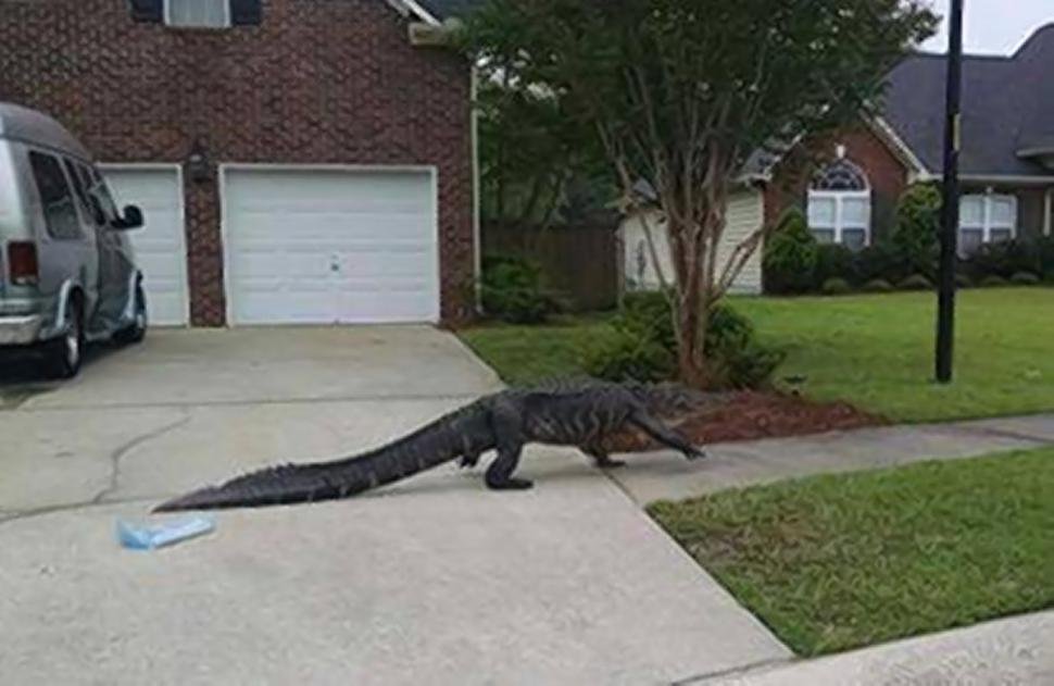 Crocodil Facebook