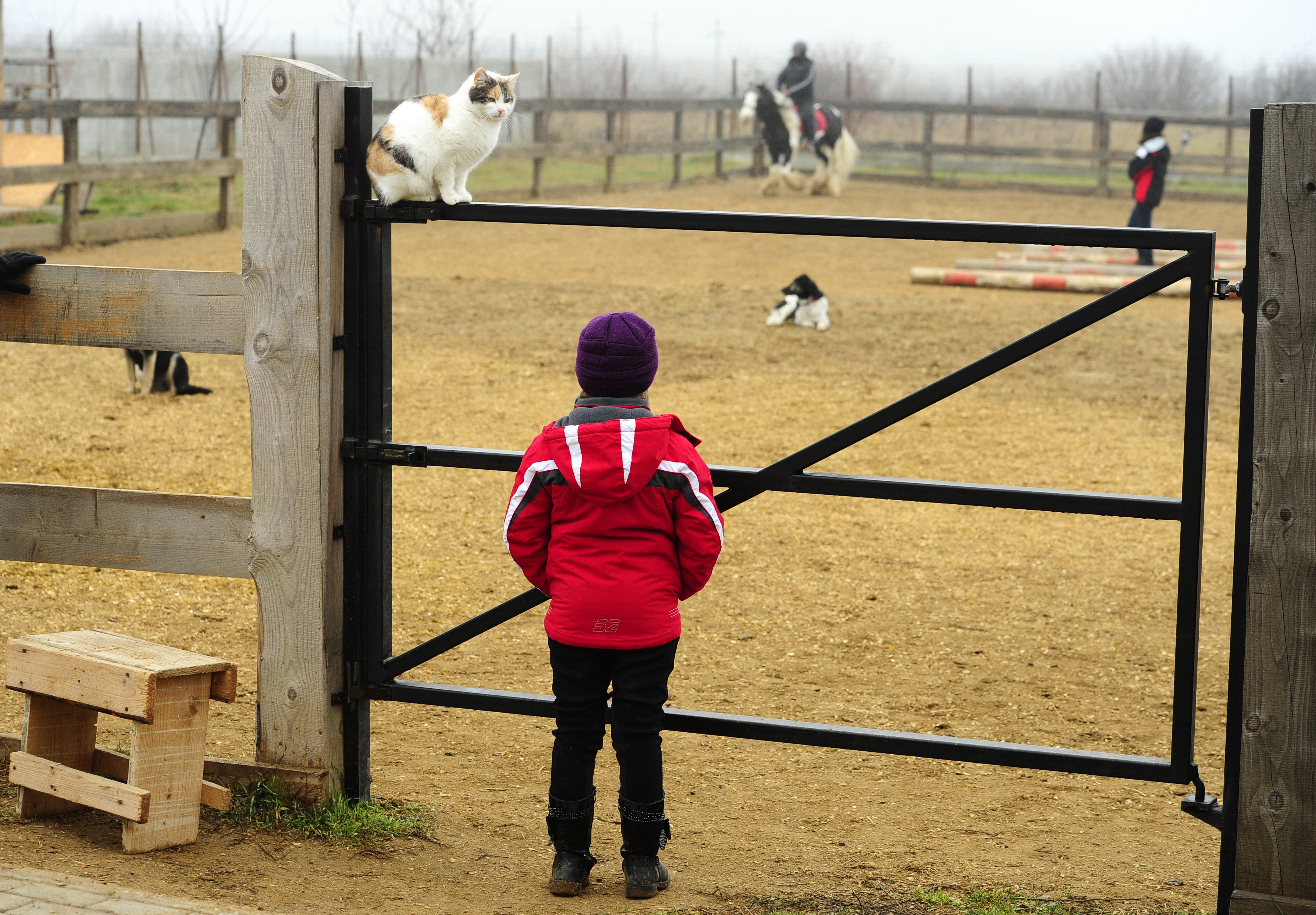 Tragedie la un club de echitatie din Ilfov. Un baiat de 8 ani a murit, dupa ce a cazut de pe cal in timpul unui curs
