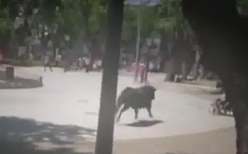 Momente de panica intr-un oras din Spania. Un taur a scapat pe strada si a ranit 11 persoane. VIDEO