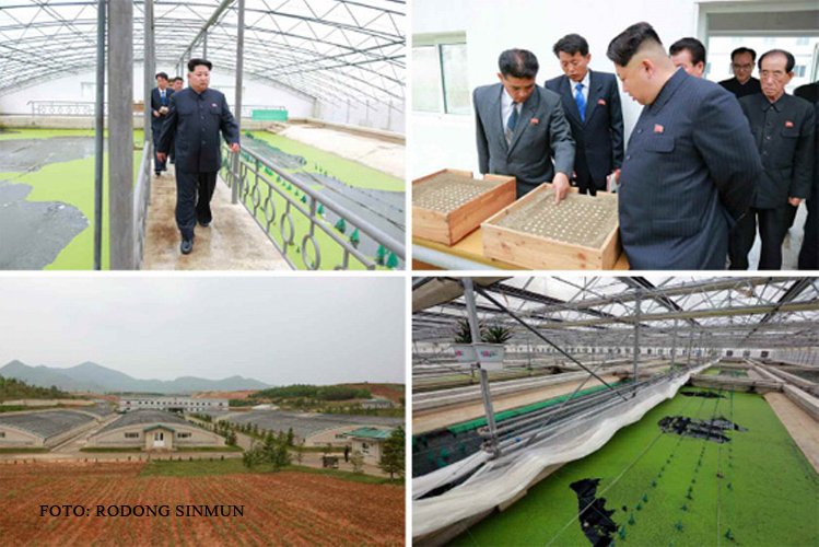 Kim Jong-un furios la crescatoria de testoase