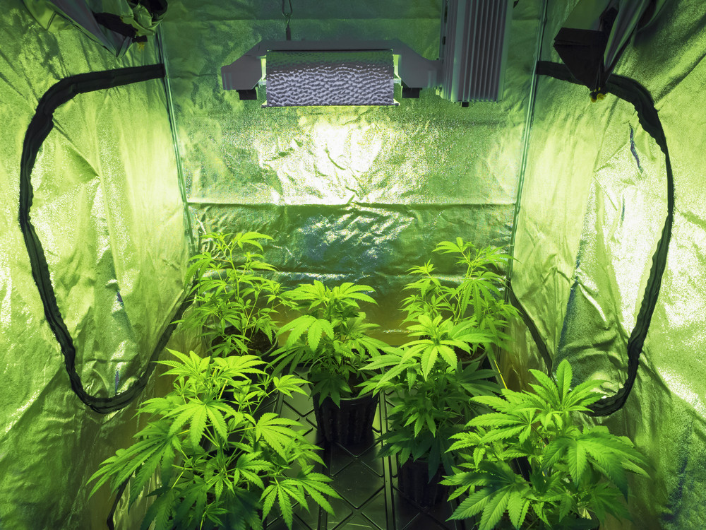 581 de plante de marijuana, gasite de politistii din Arizona intr-un depozit. "Cel mai grav caz din istoria departamentului"