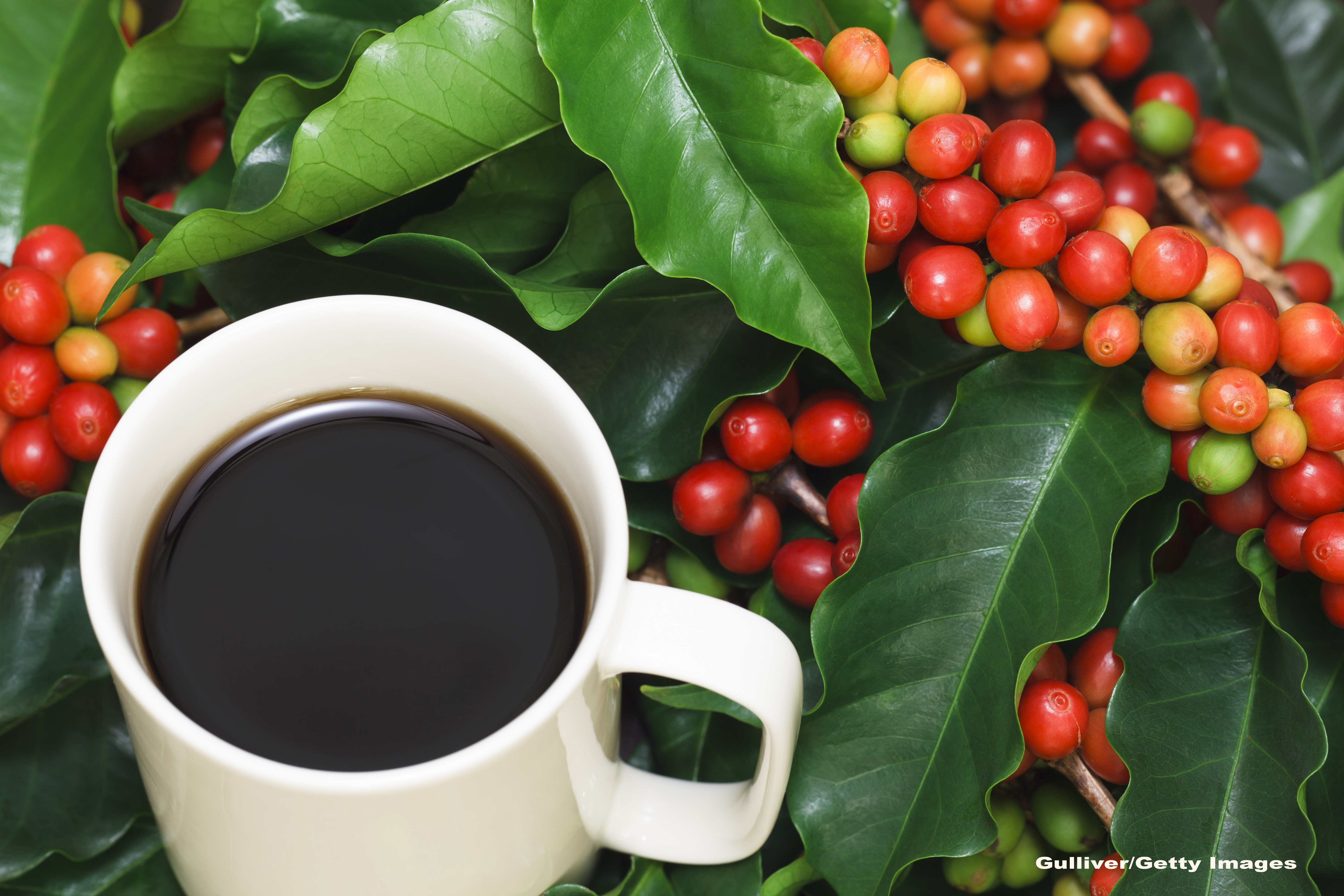 Salvati cafeaua din Etiopia! Cercetatorii cauta solutii pentru a preveni disparitia definitiva a arborelui Arabica