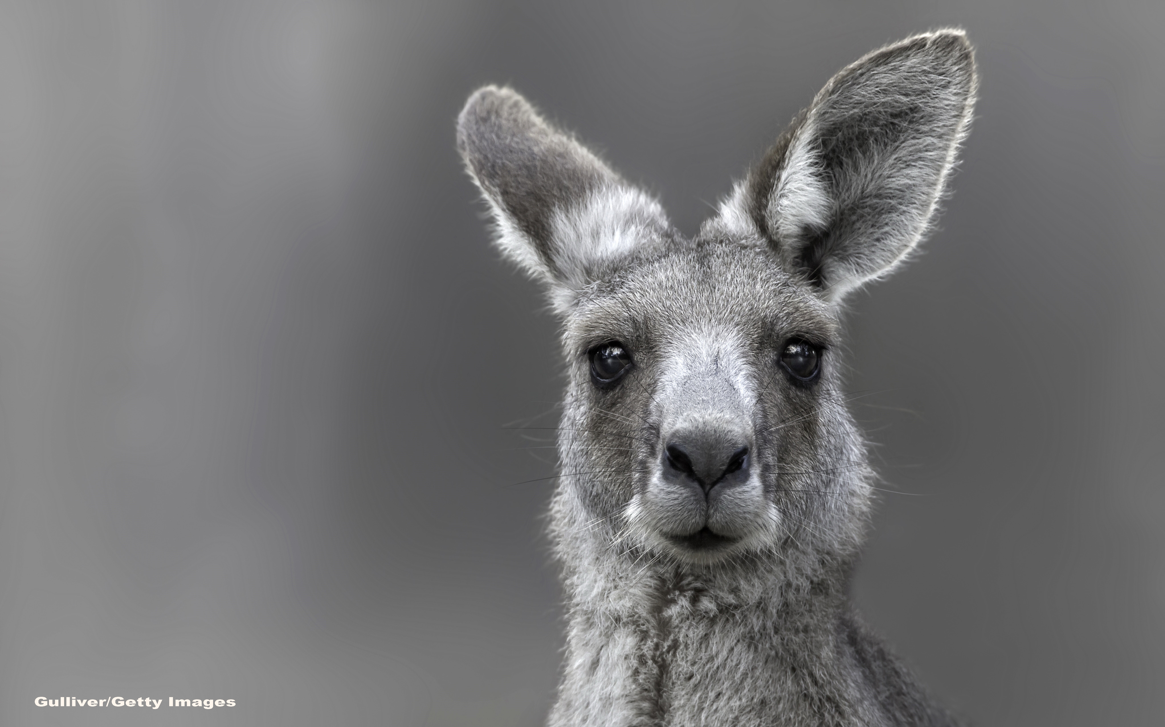 Locuitorii unui oras din Australia, surprinsi de o aparitie neobisnuita. Cum arata cangurul "cu muschi". VIDEO