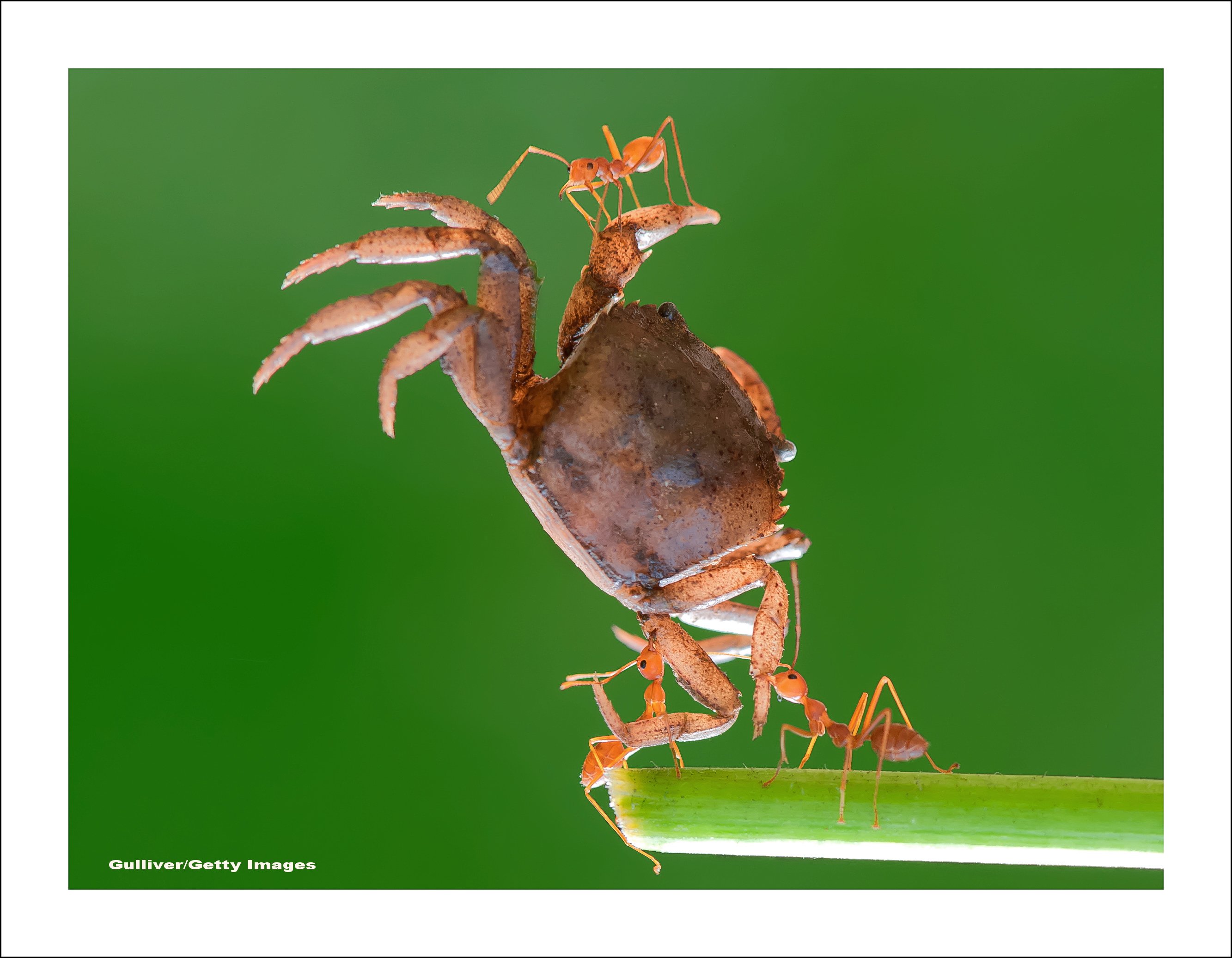 Furnici, crab - GETTY