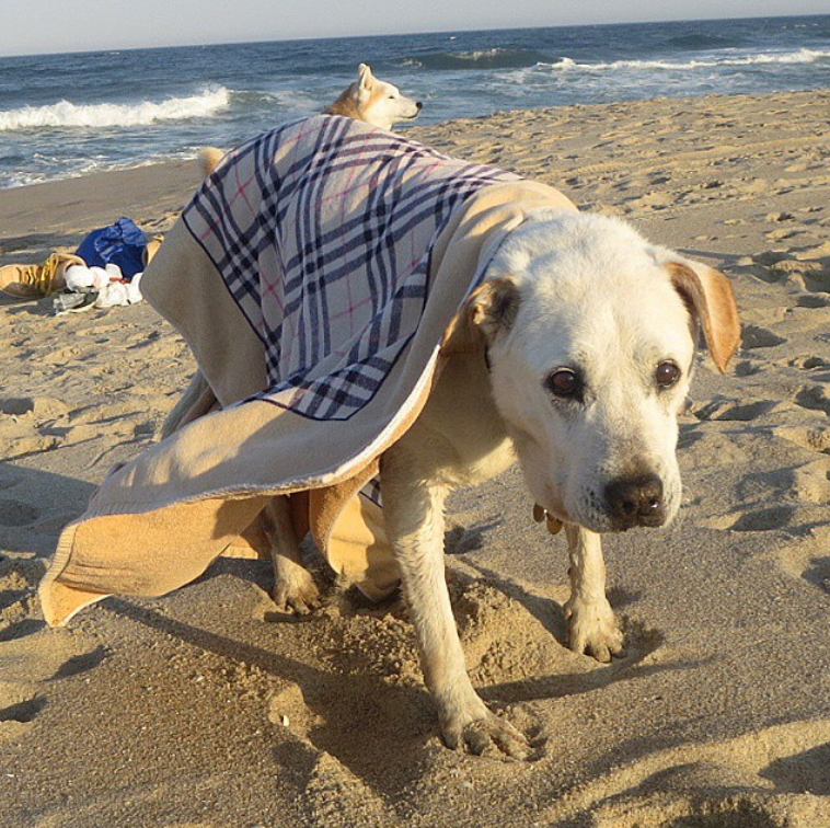 Erau ultimele zile de viata ale cainelui sau. Gestul unui tanar pentru patrupedul sau de 16 ani e impresionant