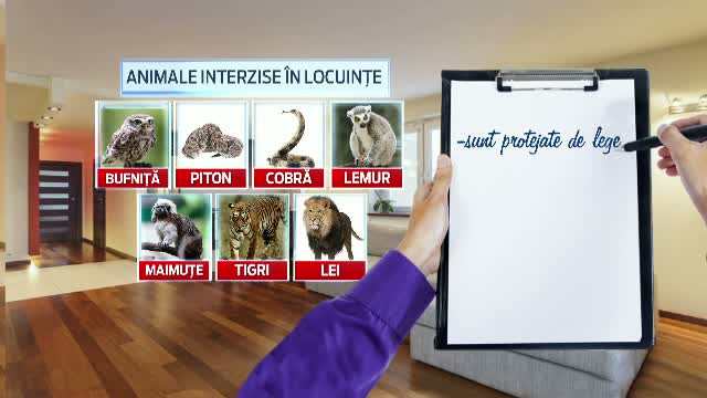 O maimuta poate ajunge sa coste si 2000 de euro. Ce trebuie sa stie romanii care vor sa-si cumpere animale exotice