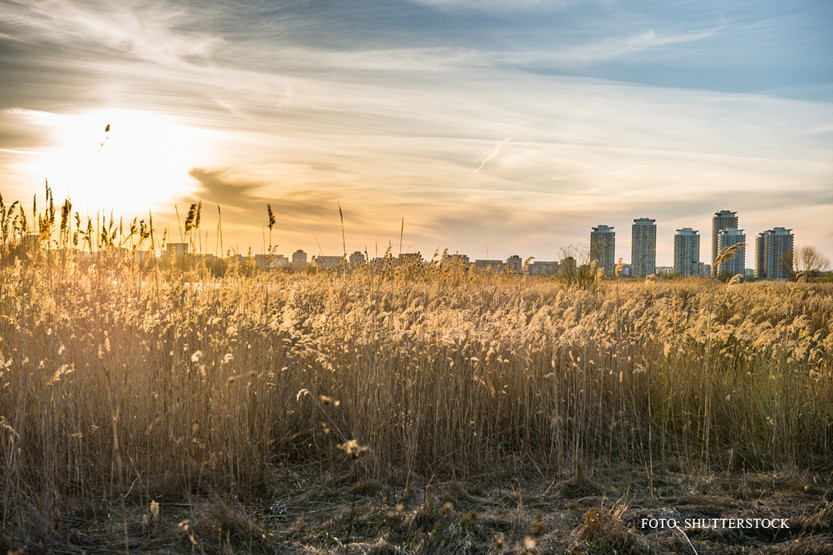 Bucurestenii ar putea avea parc natural chiar in oras. Consilul General a votat ca Delta Vacaresti sa devina arie protejata
