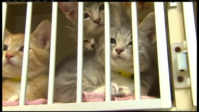 40% dintre pisici sunt purtatoare ale acestui microb. Ce a patit o femeie din SUA