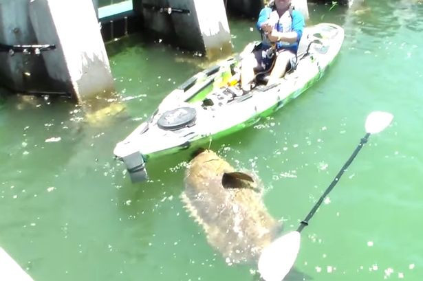 Video viral. Ce s-a intamplat dupa ce un pescar cu un caiac a reusit sa prinda un peste urias