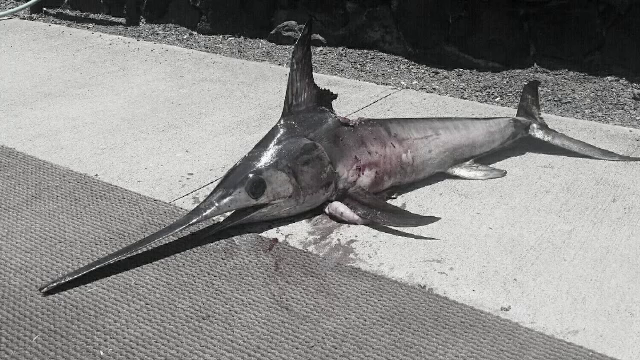 Un barbat a murit injunghiat de un peste spada. Ultimul gest pe care l-a facut inainte de a muri