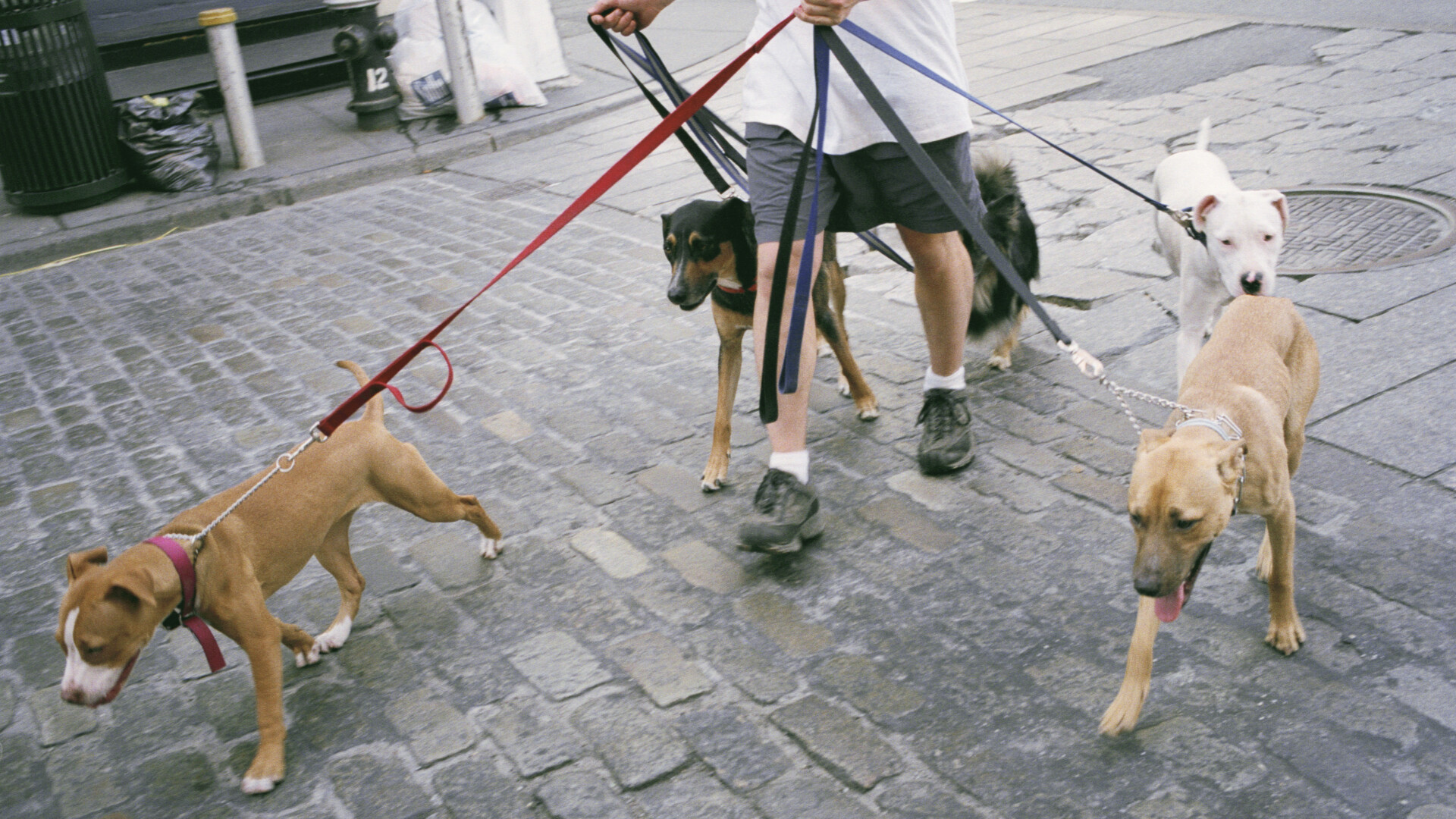 Plimbatorul de caini, un job tot mai profitabil in Marea Britanie. Sumele uriase care se pot castiga intr-un an